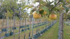 Obsttag im Pflanzencenter der Barnimer Baumschulen